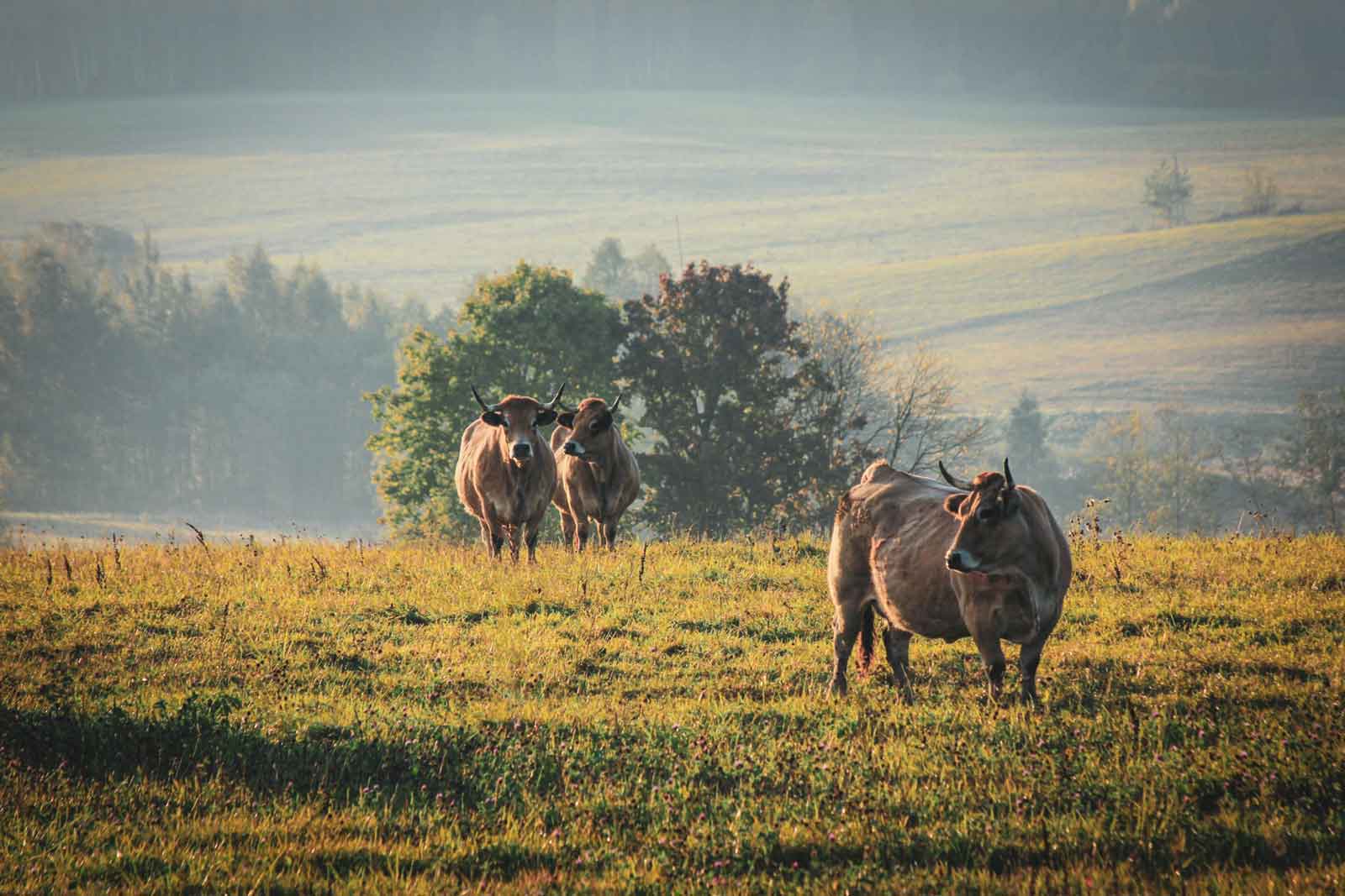 La Ruta del Toro